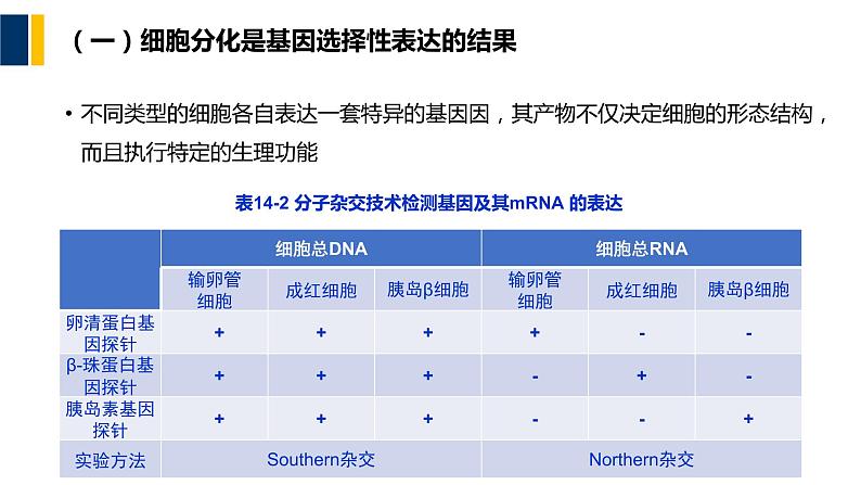 第14章 细胞分化与干细胞课件PPT06