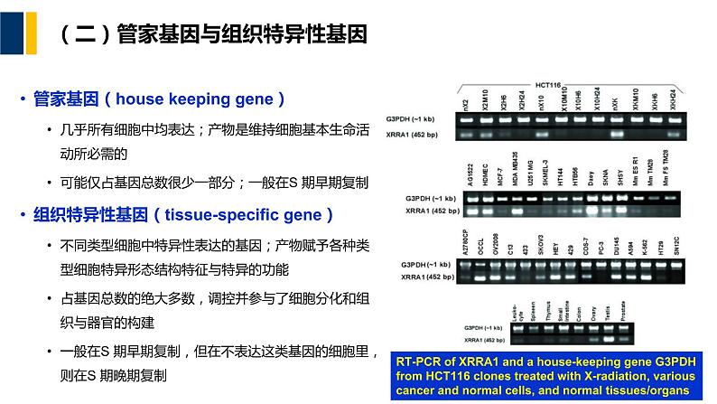 第14章 细胞分化与干细胞课件PPT07