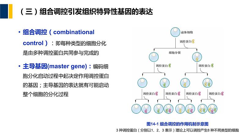 第14章 细胞分化与干细胞课件PPT08