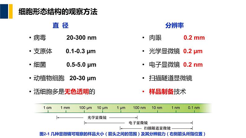 第02章 细胞生物学研究方法课件PPT04