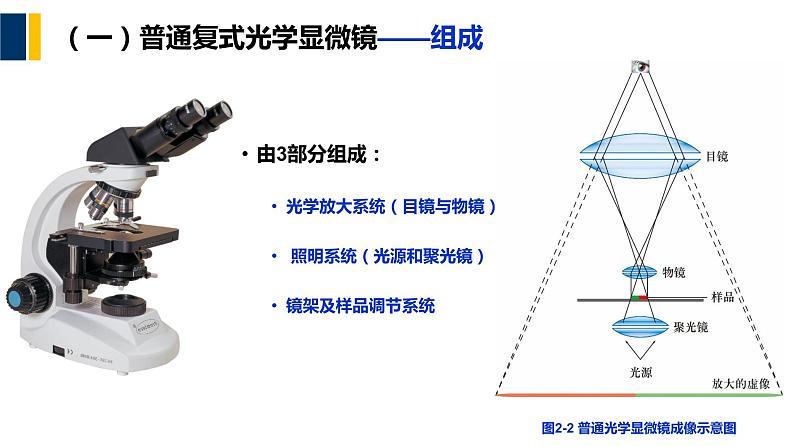 第02章 细胞生物学研究方法课件PPT06