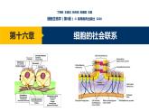 第16章 细胞的社会联系课件PPT