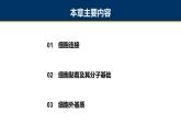 第16章 细胞的社会联系课件PPT
