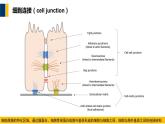 第16章 细胞的社会联系课件PPT