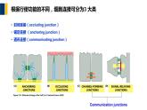 第16章 细胞的社会联系课件PPT
