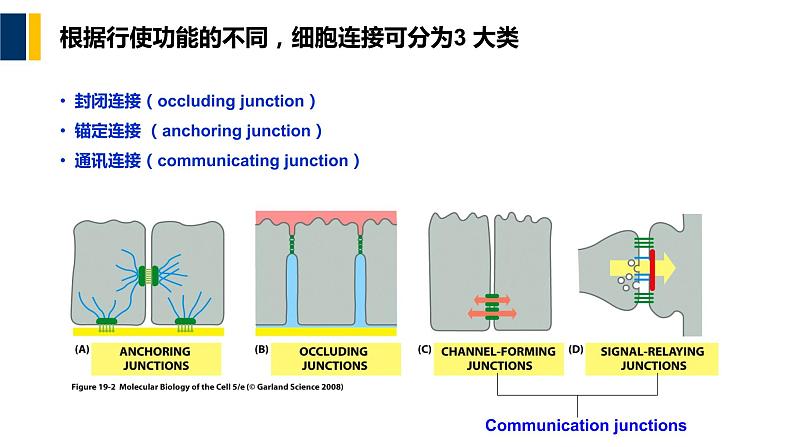 第16章 细胞的社会联系课件PPT05