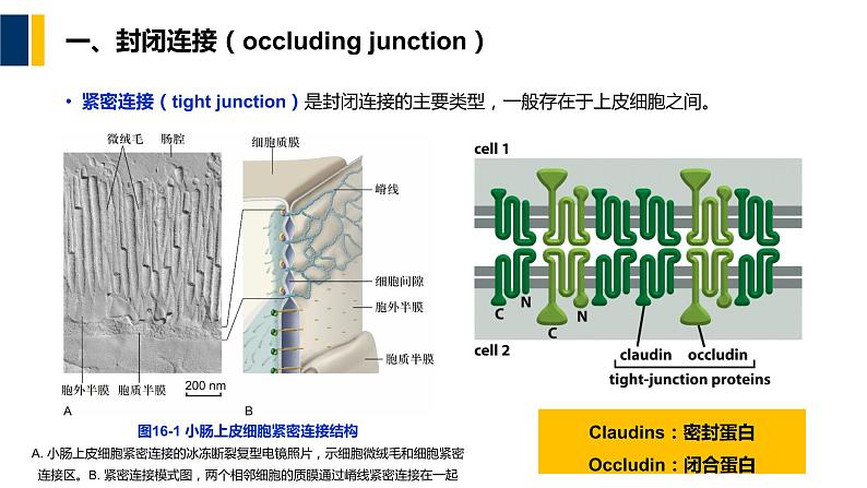 第16章 细胞的社会联系课件PPT06