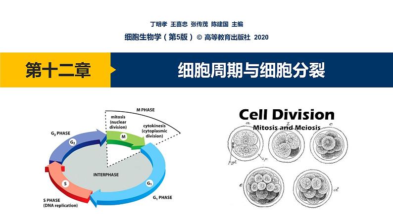 第12章 细胞周期与细胞分裂课件PPT01