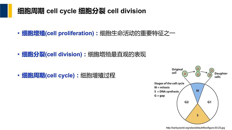 第12章 细胞周期与细胞分裂课件PPT02