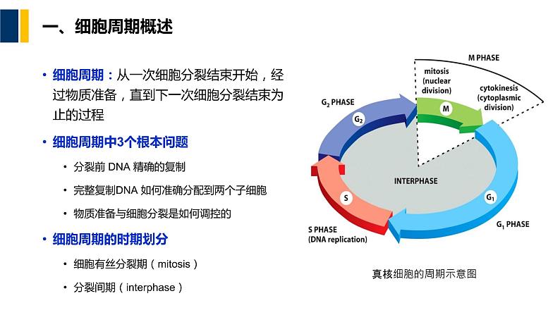 第12章 细胞周期与细胞分裂课件PPT05