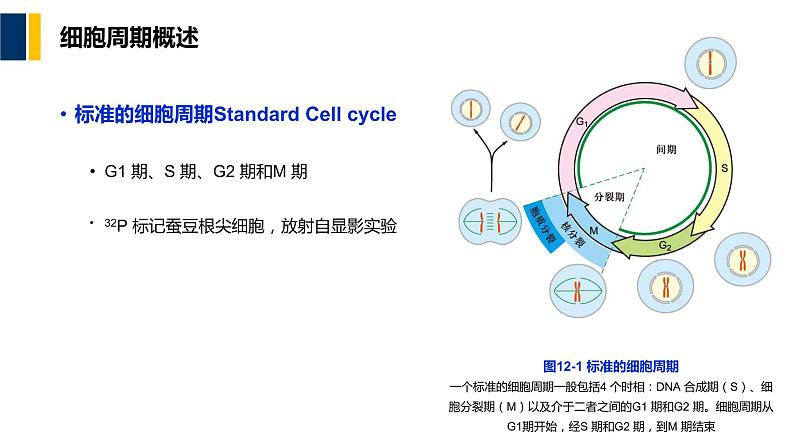 第12章 细胞周期与细胞分裂课件PPT06