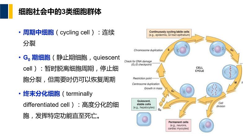 第12章 细胞周期与细胞分裂课件PPT08