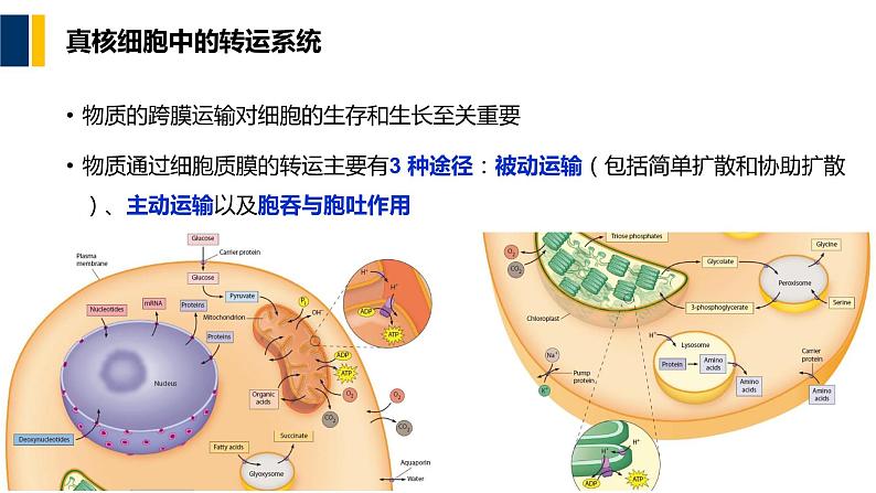 第04章 物质的跨膜运输课件PPT02