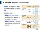第04章 物质的跨膜运输课件PPT