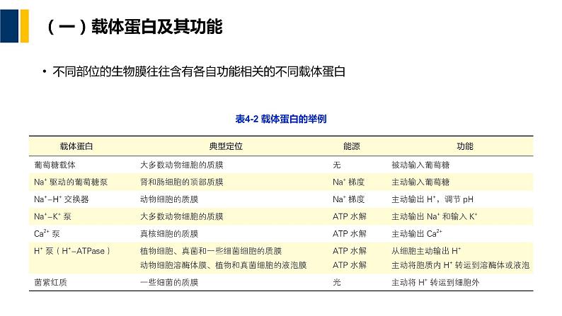 第04章 物质的跨膜运输课件PPT07