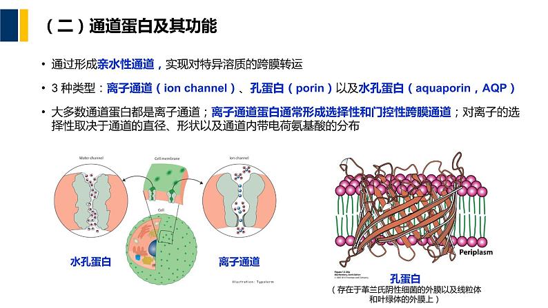 第04章 物质的跨膜运输课件PPT08