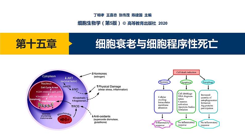 第15章 细胞衰老与细胞程序性死亡课件PPT01