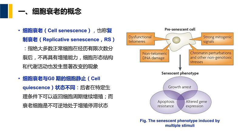 第15章 细胞衰老与细胞程序性死亡课件PPT04