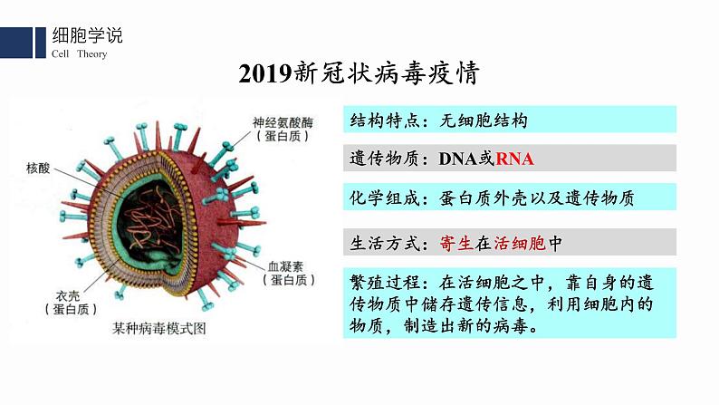 1.1.细胞是生命活动的基本单位课件PPT03