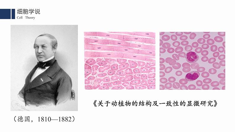 1.1.细胞是生命活动的基本单位课件PPT06