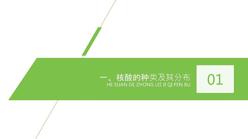 核酸是遗传信息的携带者PPT课件免费下载04