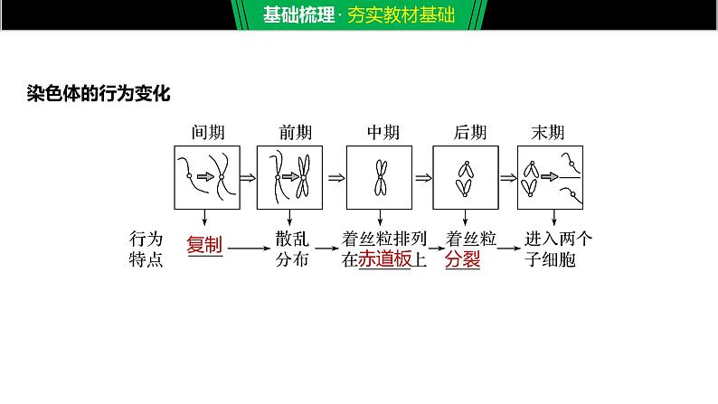 细胞是生命活动的基本单位PPT课件免费下载05