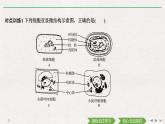 素养进阶(一)　细胞的结构、类别及功能课件PPT