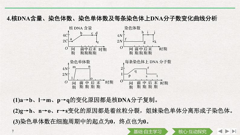 素养进阶(四)　有丝分裂相关图像及相关概念的比较课件PPT07