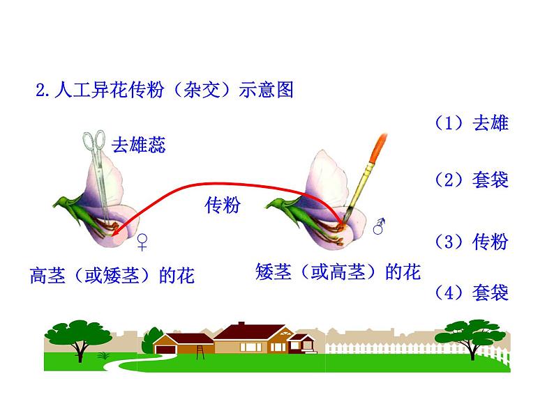 高中生物同步课件：第1章 第1节  孟德尔的豌豆杂交实验（一）（人教版必修2）第6页