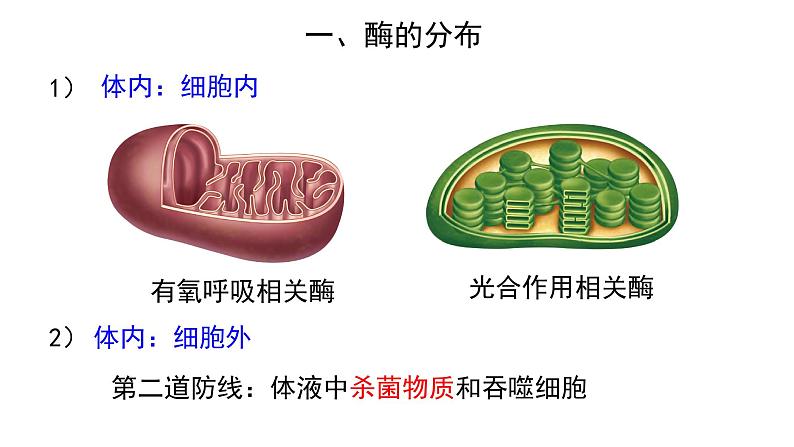 新教材必修一 5.1 降低化学反应活化能的酶课件PPT第4页