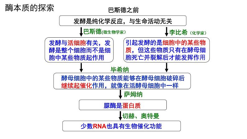 新教材必修一 5.1 降低化学反应活化能的酶课件PPT第7页