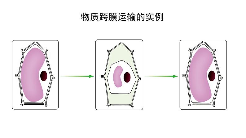 新教材必修一 4细胞的物质输入与输出课件PPT第1页