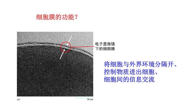 新教材必修一 4细胞的物质输入与输出课件PPT第3页