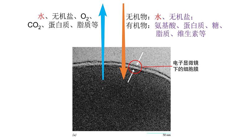 新教材必修一 4细胞的物质输入与输出课件PPT第4页