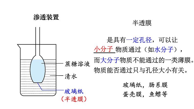 新教材必修一 4细胞的物质输入与输出课件PPT第6页