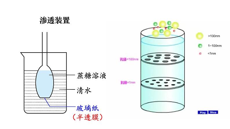 新教材必修一 4细胞的物质输入与输出课件PPT第7页