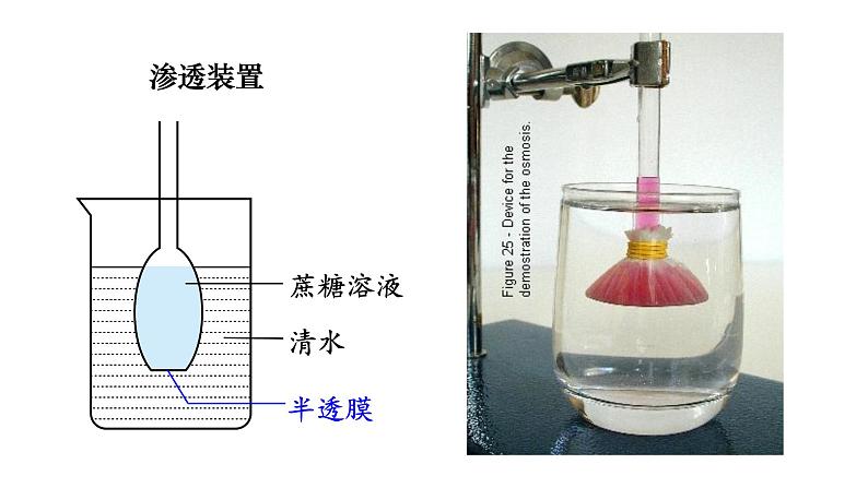 新教材必修一 4细胞的物质输入与输出课件PPT第8页