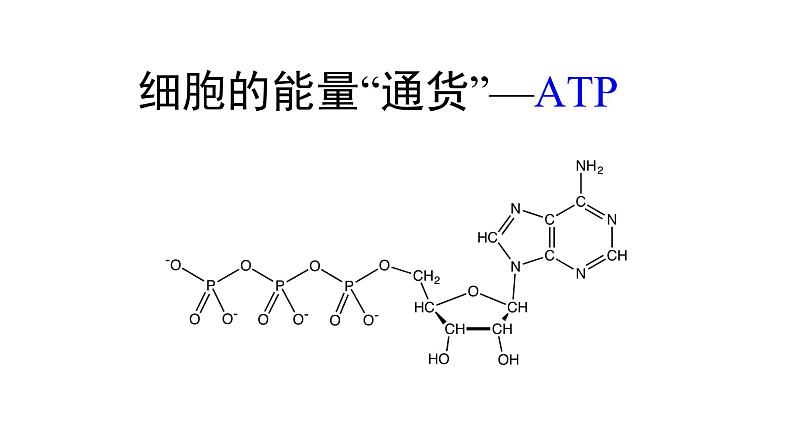 新教材必修一 5.2 细胞的能量通货 ATP课件PPT01