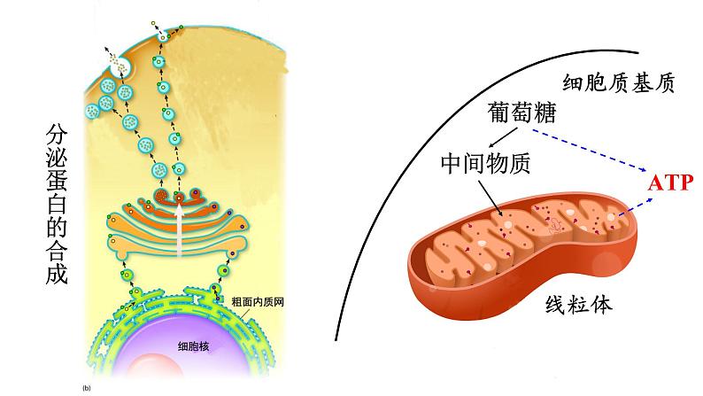 新教材必修一 5.2 细胞的能量通货 ATP课件PPT06