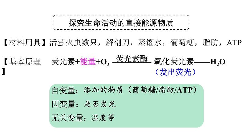 新教材必修一 5.2 细胞的能量通货 ATP课件PPT08