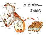 细胞膜的结构和功能PPT课件免费下载