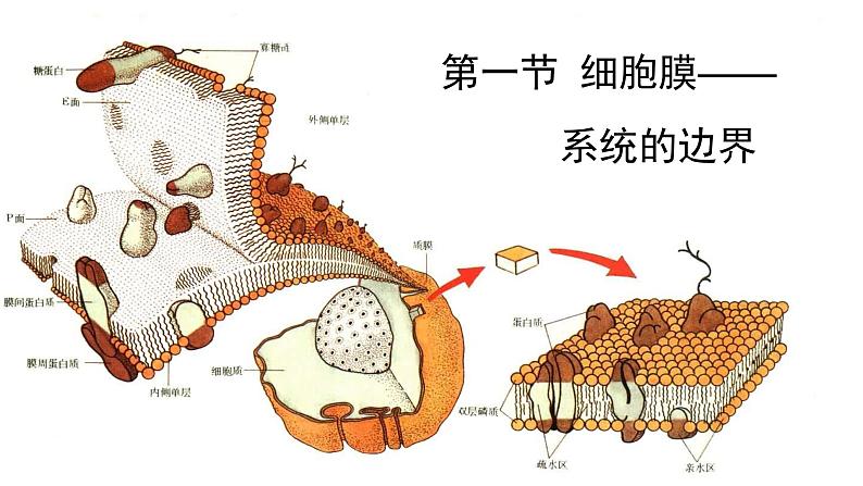 新教材必修一 3.1 细胞膜的结构与功能课件PPT第1页