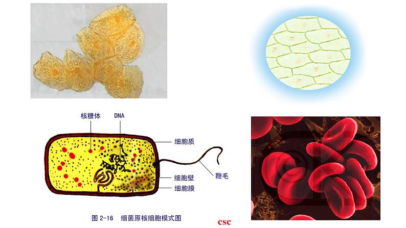 新教材必修一 3.1 细胞膜的结构与功能课件PPT第3页