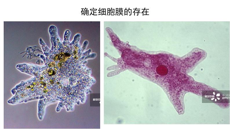 新教材必修一 3.1 细胞膜的结构与功能课件PPT第4页