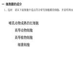 细胞膜的结构和功能PPT课件免费下载