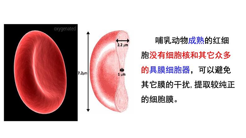 新教材必修一 3.1 细胞膜的结构与功能课件PPT第6页