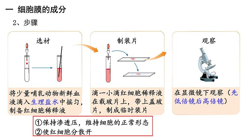 新教材必修一 3.1 细胞膜的结构与功能课件PPT第8页