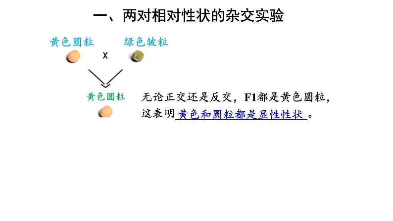 高中生物必修二 1.2 豌豆杂交实验（二）课件PPT03