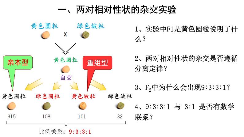 高中生物必修二 1.2 豌豆杂交实验（二）课件PPT04