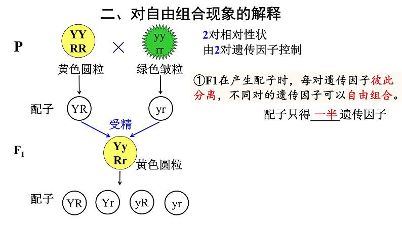 高中生物必修二 1.2 豌豆杂交实验（二）课件PPT06